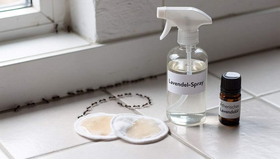 Lavendelöl gegen Ameisen – Sprühflasche und Wattepads an einer Ameisenstraße