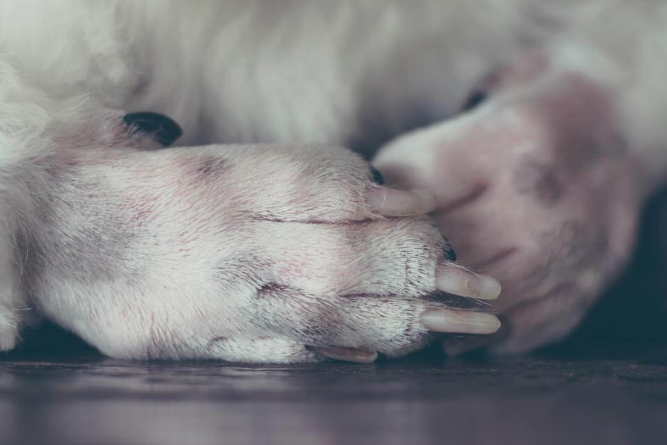 Hautpilz beim Hund: Kokosöl zur Behandlung - Hautpilz an der Pfote