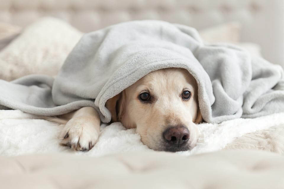 Nebenwirkungen von Kokosöl bei Hunden - Trauriger Hund unter Decke