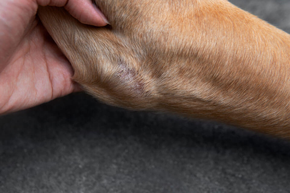 Trockene Haut beim Hund: Kokosöl zur Pflege - Trockene Haut am Bein von einem Hund